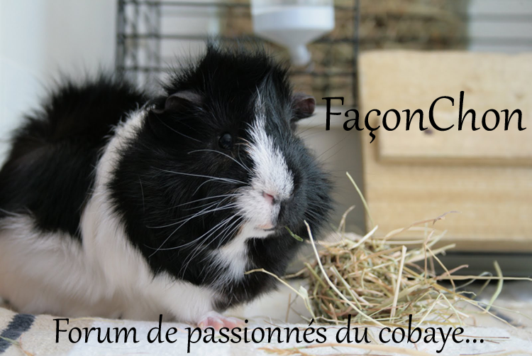 Façon Chon Index du Forum