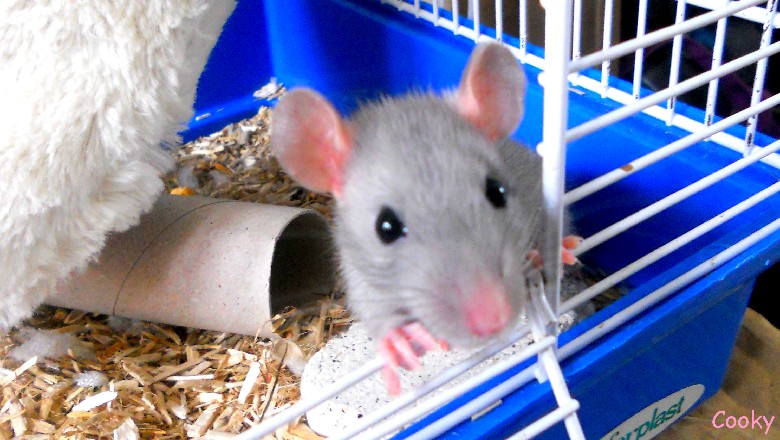 i love rats Index du Forum