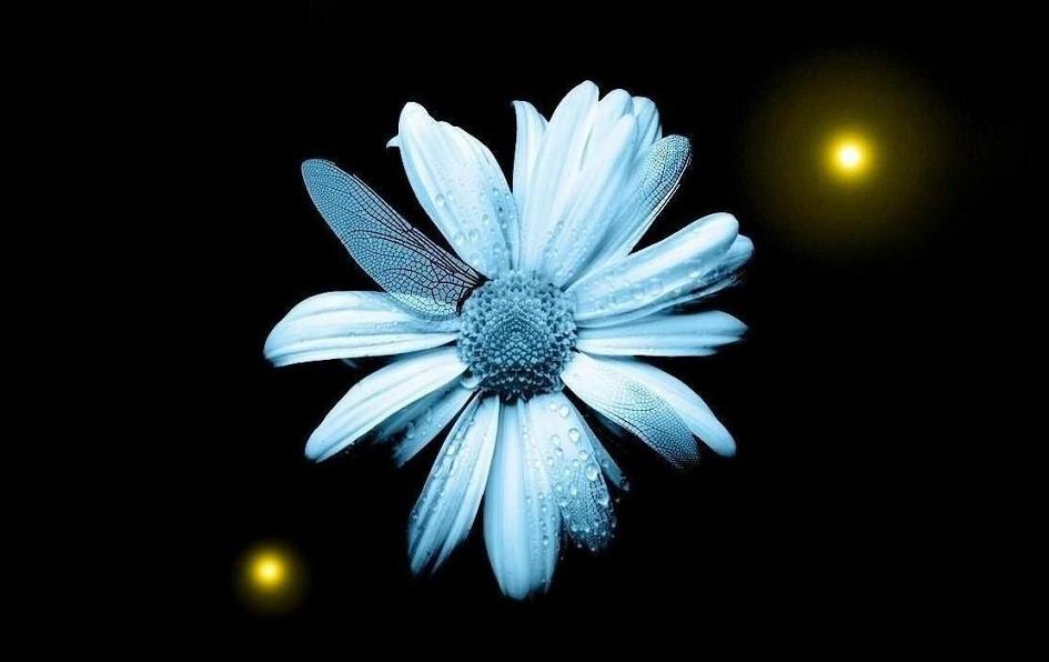 marguerite bleue Index du Forum