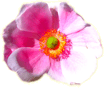 anémone