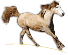 Chevaux des Pyrénées Orientales Index du Forum