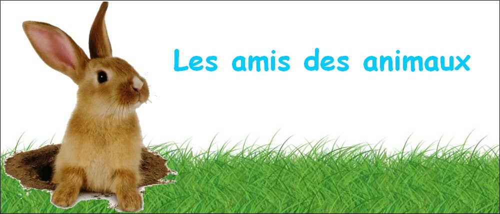 Les amis des animaux Index du Forum