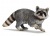 Sneaky Raccoon