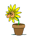 :pot: