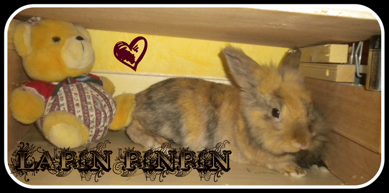 lapin-pinpin Index du Forum