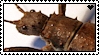 ''The God of insects''