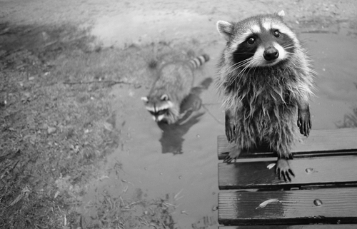 Raccoon Invaders Index du Forum