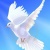 Colombe Saint Esprit