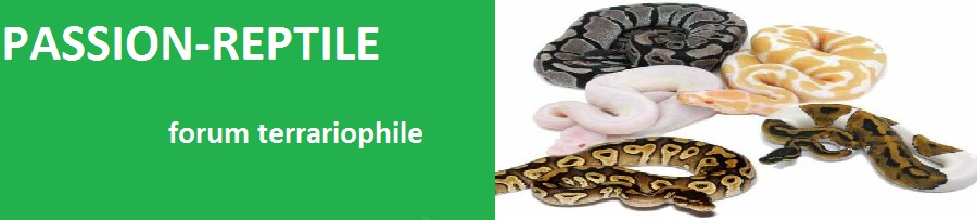 passion-reptile Index du Forum