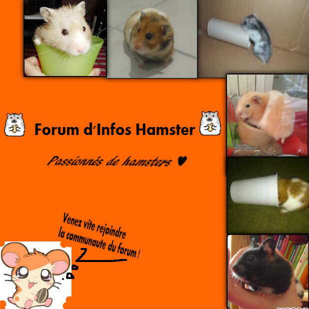 Forum: la passion des hamsters Index du Forum
