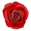 Rose Gardienne