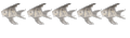 alevin