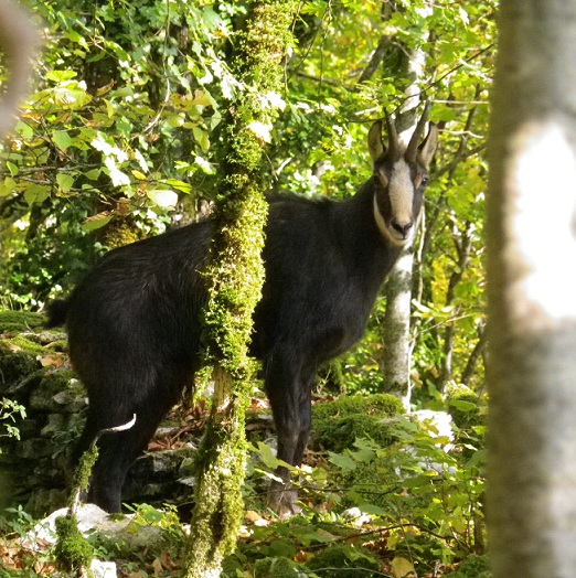 forum rencontre animaux