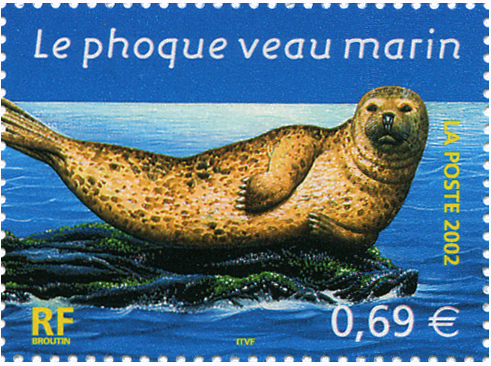 a la rencontre de la colonie de phoques veau marin