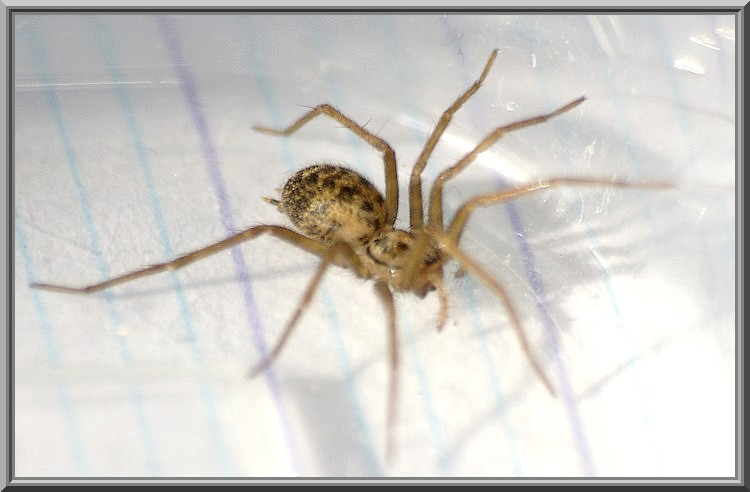 Comment Consulter L'appli Araignée Sympa Du Quartier CE QUE J'AIME : PHOTOGRAPHIES, ARACHNIDES, INSECTES, OISEAUX