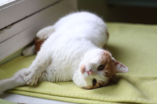 chat sexe lorient