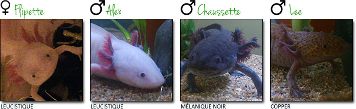 Nourrir de jeunes axolotls entre 4 et 6 mois, sur le forum de discussions  FishFish Aquarium et Aquariophilie