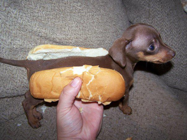 Une vidéo sympa Hot-dog-3a94d42