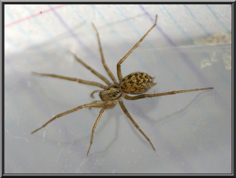 Comment Consulter L'appli Araignée Sympa Du Quartier CE QUE J'AIME : PHOTOGRAPHIES, ARACHNIDES, INSECTES, OISEAUX