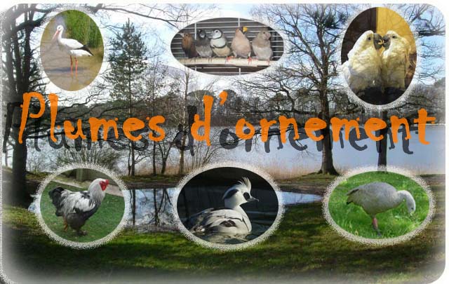 plumes d'ornement  Forum Index