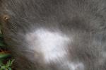 chat perdant ses poils plaques chat perdant ses poils plaques