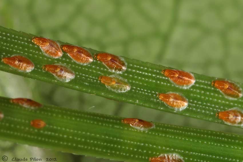 Traitement cochenille