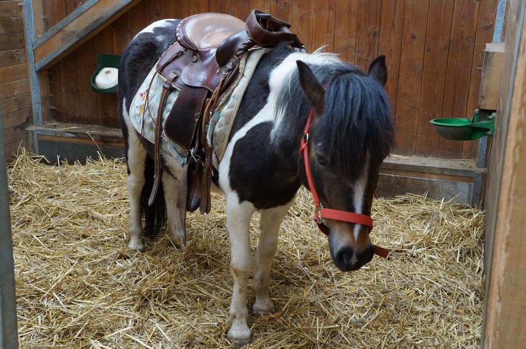 poney noir et blanc