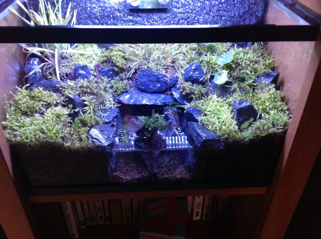 Nano Aquariophilie Un Petit Coin De Nature