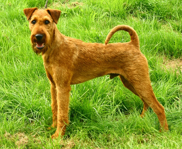 Le Forum Chasse et Chien :: Le standard de lIrish Terrier Le Forum Chasse et Chien :: Le standard de lIrish Terrier