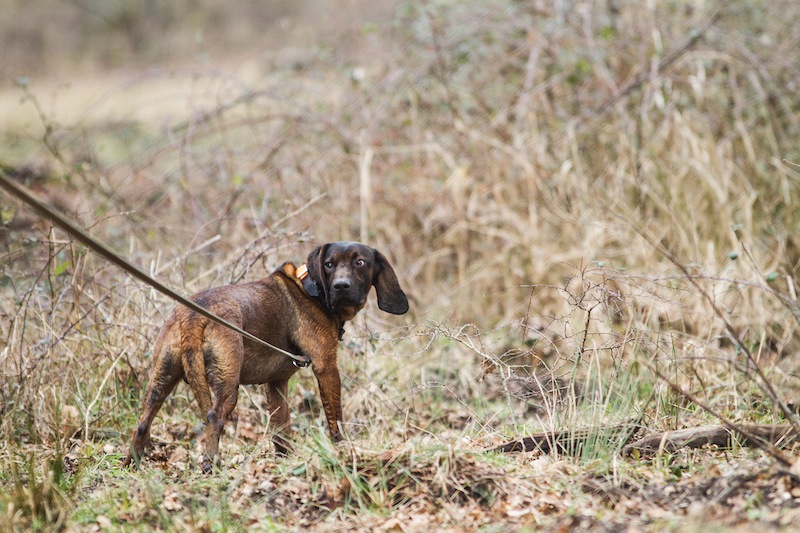 rouge de baviere chasse rouge de baviere chasse