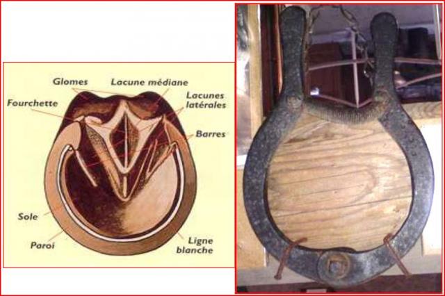 Jauge de sabot en laiton – Equestrian Sport