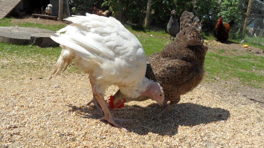 bệnh nuôi gà Tây