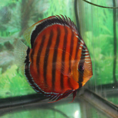 .oO o°O. Oo L'AQUA DES SAVOIES oO .O°o Oo. : ALENQUER RED DISCUS